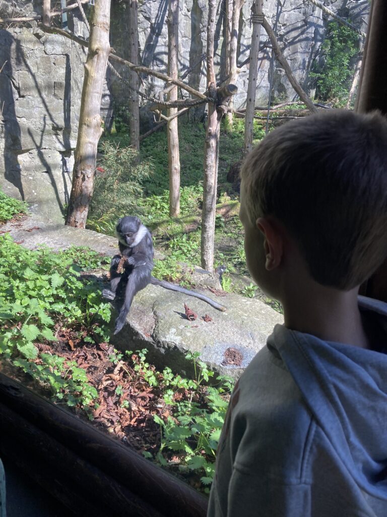 Animals at Edinburgh Zoo