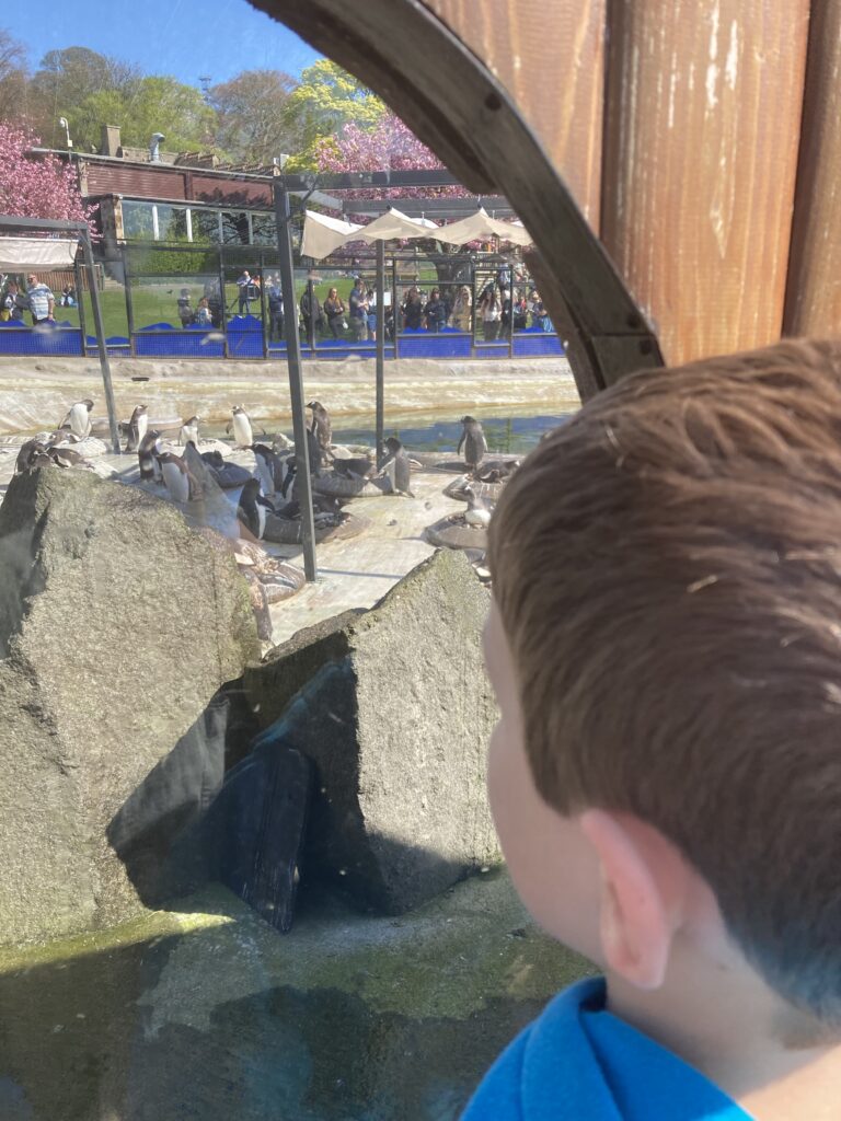 Watching the penguins at Edinburgh Zoo