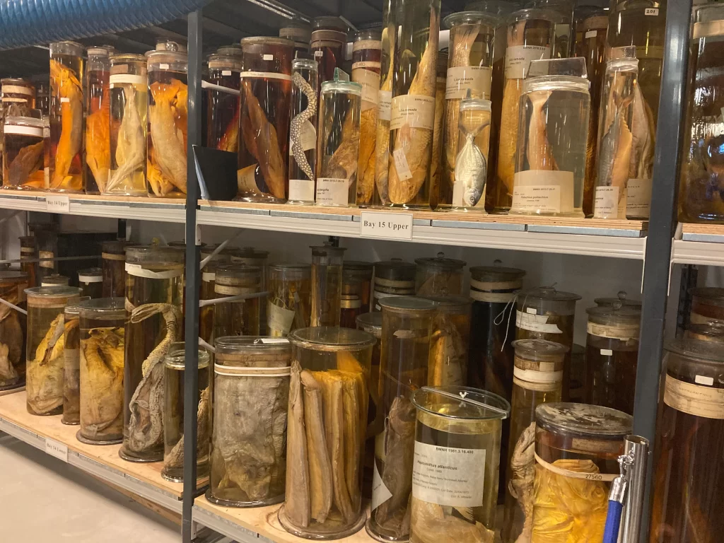 Tours at the Natural History Museum London