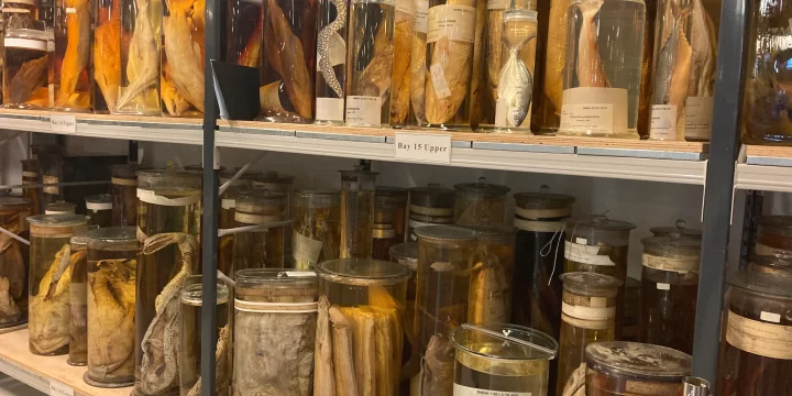 Tours at Natural History Museum London – how to dive deeper into the fascinating collections!