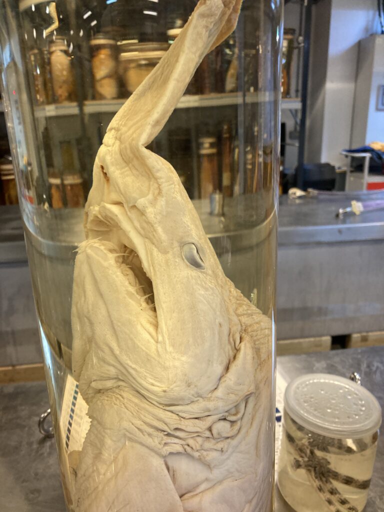 Fish on one of the tours at the Natural History Museum, London