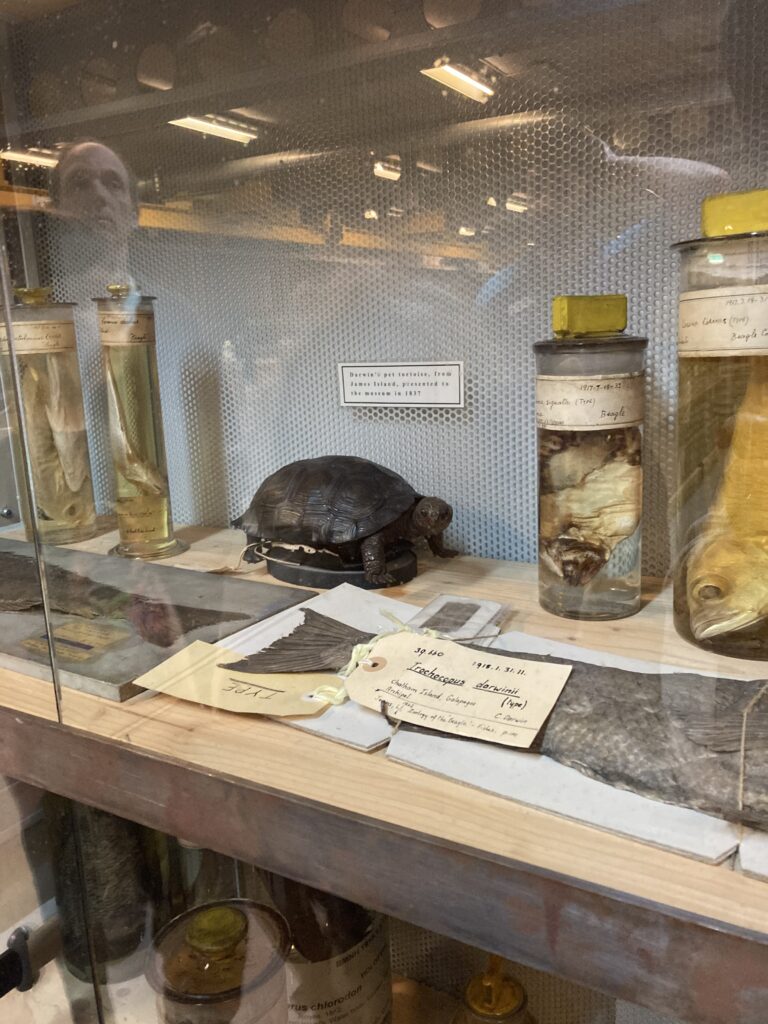 Darwin specimens on one of the tours at the Natural History Museum, London