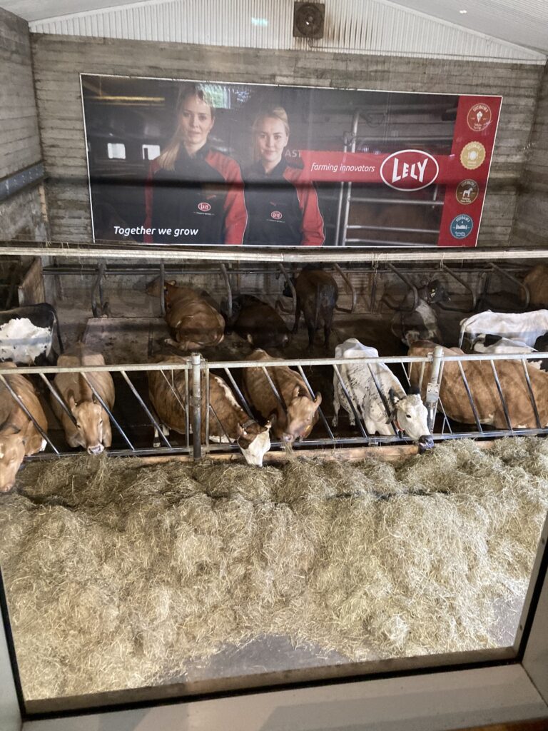 Iceland Hotels - cows at Farmhotel Eftisdalur