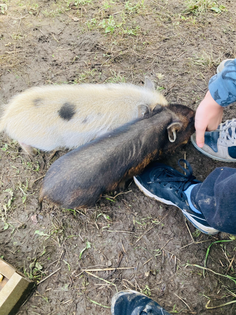 Pigs at Fjord Farm in Flam with kids